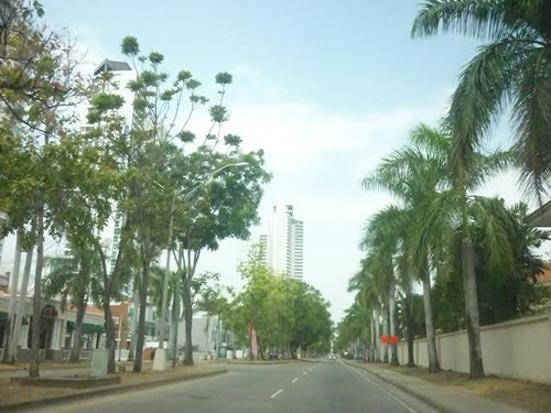 Panama: Chặt cây trong vườn nhà cũng phải xin phép